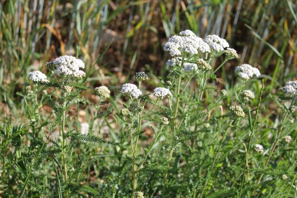 142 L'achillée millefeuille est utilisée en tant que plante médicinale et, dans les jardins, on peut s'en servir pour attirer les insectes utiles aux cultures. Achillée millefeuille, Millefeuille/Users/jeandominiquefranck/Desktop/Curieux/150 chardon.jpg, Herbe à dinde, Herbe à la coupure, (Achillea millefolium, famille des Astéracées).