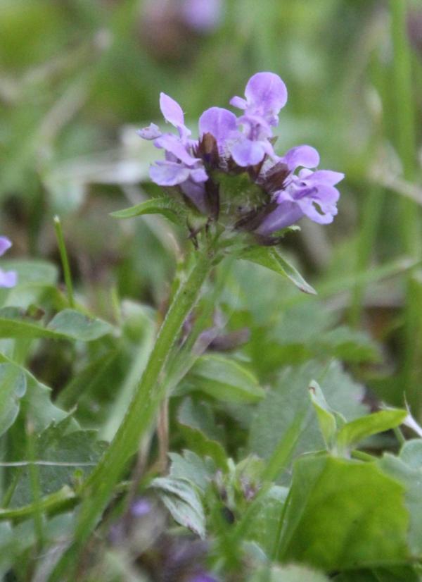 143 Bien que de petite taille, la brunelle commune aime avoir sa place au soleil, elle se plaît dans les pâtures où l'herbe est rase. Brunelle, Petite consoude, Charbonnière, Prunelle; Herbe au charpentier, (Prunella vulgaris, famille des Lamiacées).