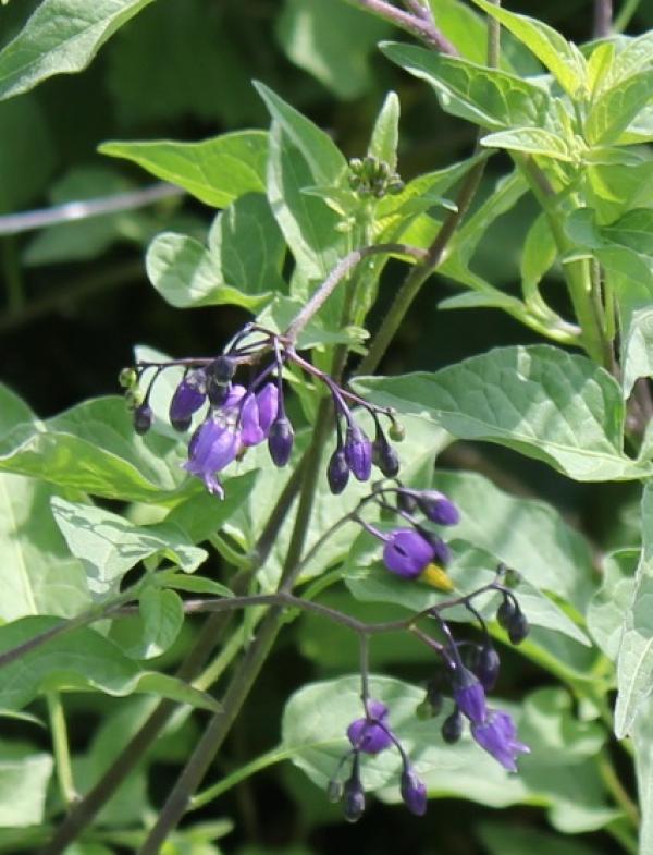 144 La douce-amère est une plante plus ou moins lianescente qui se plaît à l'ombre des haies. Si ses fleurs violettes ont l'aspect caractéristique des fleurs de pomme de terre ou de tomate c'est qu'elle appartient à la même famille, mais, ne nous y trompons pas, ses fruits sont toxiques. Douce-amère, Morelle douce-amère, (Solanum dulcamara, familles des Solanacées).