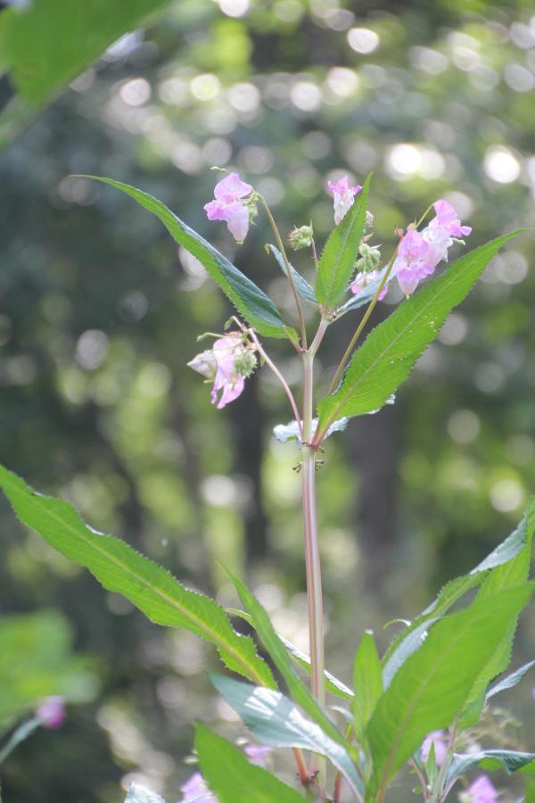 149 L'impatiente se plaît dans les endroits frais et, sans doute à cause de cela, ou peut-être à cause du rose tendre de ses fleurs, elle donne l'impression d'être elle-même source de fraîcheur. Impatiente glanduleuse, Impatiente de l'Himalaya, Balsamine de l'Himalaya, Balsamine glanduleuse, (Impatiens glandulifera, famille des Balsaminacées).