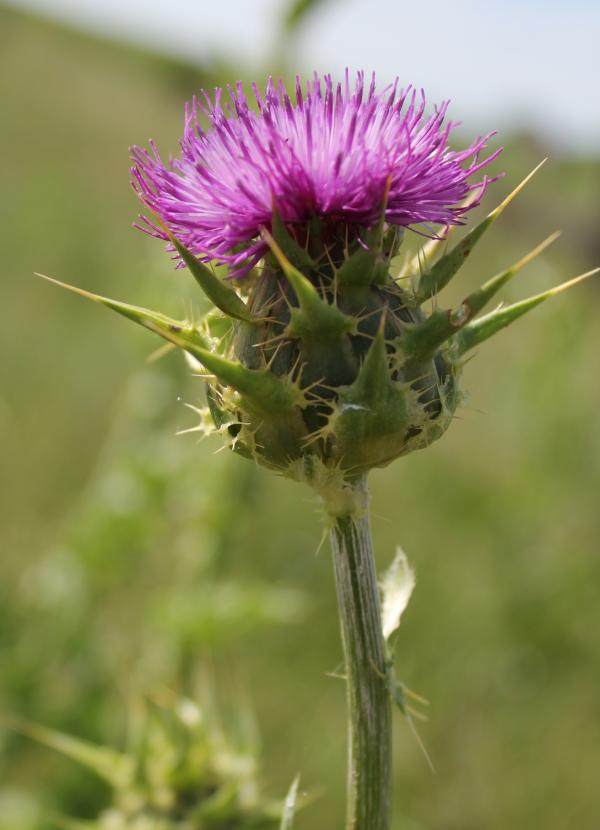 150 Malgré ses belles fleurs, le chardon des champs est une espèce le plus souvent considérée comme indésirable. Chardon des champs, Cirse des champs, (Cirsium arvense, famille des Astéracées).