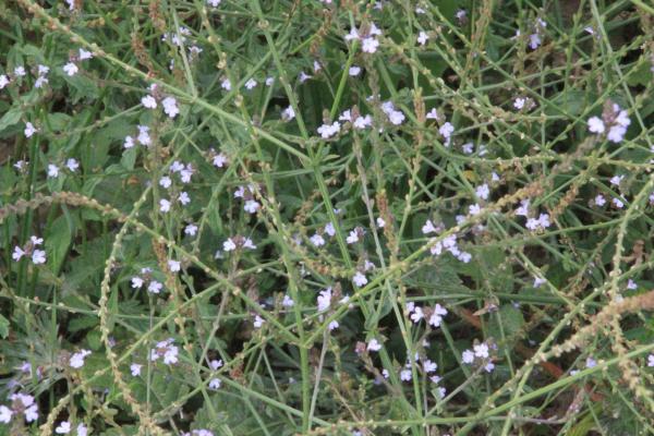 151 La verveine officinale dispose ses trés petites fleurs en épi lâche, sur des tiges souples et résistantes. Verveine officinale, Verveine sauvage, Herbe sacrée, Veine de Vénus, Herbe aux sorcières, Herbe à pigeon, (Verbena officinalis, famille des Verbénacées).