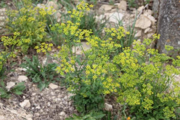 152 Le panais fait partie des quelques ombellifères à fleurs jaunes. Panais sauvage, Panais cultivé, Panais commun, Grand chervis, Pastenade blanche, Pastinacier, (Pastinaca sativa, famille des Apiacées).