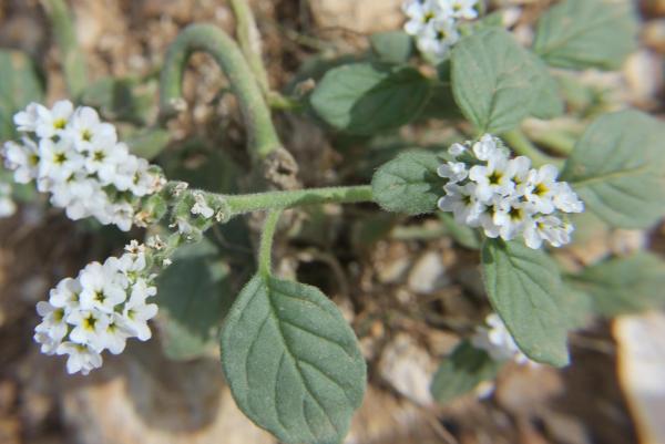 153 Même quand l'été est très chaud, l'héliotrope commun se plaît dans les endroits ensoleillés. Héliotrope commun, Héliotrope d'Europe, (Heliotropium europaeum, famille des Boraginacées).