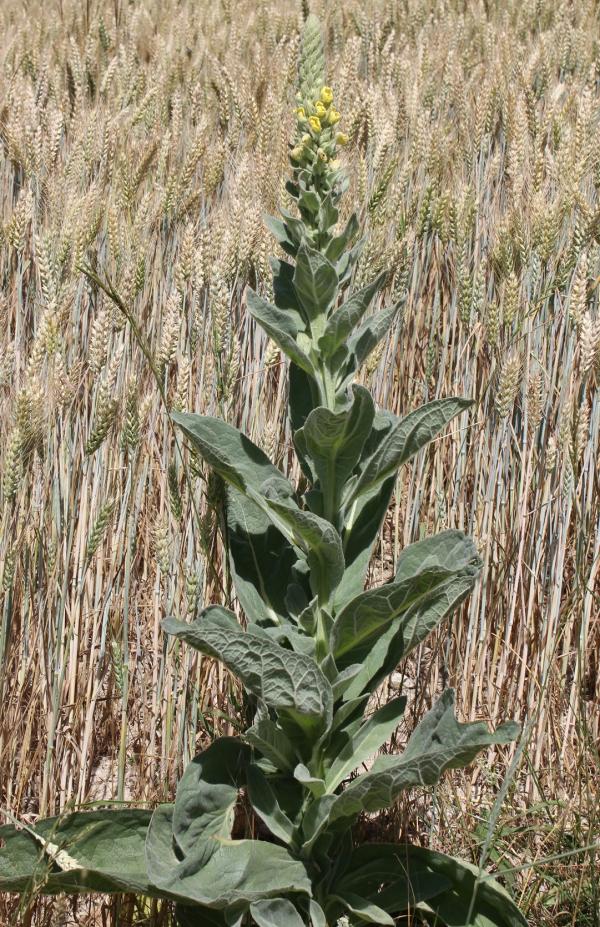 154 Avant de former un épi qui peut atteindre deux mètres de hauteur, le bouillon blanc forme une rosette de grandes feuilles duveteuses. Bouillon blanc, Molène bouillon blanc, Herbe de Saint-Fiacre, Cierge de Notre-Dame, (Verbascum thapsus, famille des Scrofulariacées).