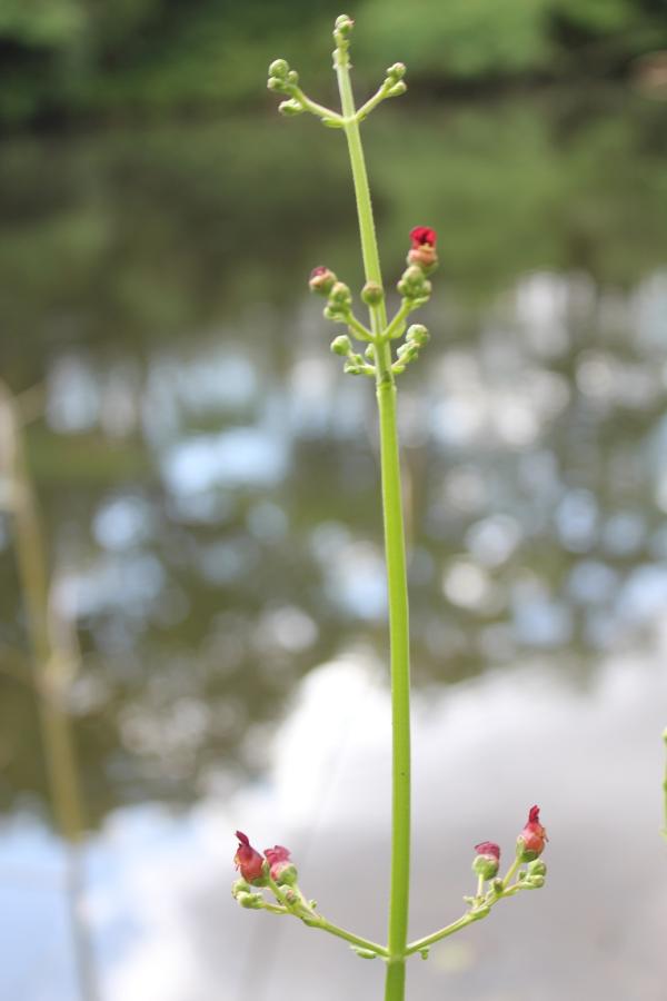 155 La scrofulaire noueuse vit souvent au bord de l'eau, c'est une grande plante dont les petites fleurs peuvent passer inaperçues. Scrofulaire noueuse (Scrophularia nodosa, famille des Scrofulariacées).