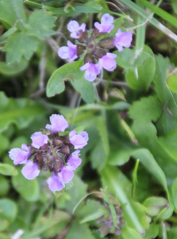 156 La bétoine évite les endroits trop ensoleillés, on la trouve souvent à l'orée des bois ou sur le bord des chemins ombragés. Bétoine, Epiaire officinale, (Stackys officinalis, famille des Lamiacées).