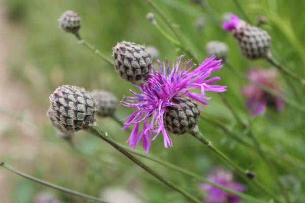 157 La centaurée scabieuse fleurira le bord des chemins jusqu'aux premiers froids. Centaurée scabieuse (Centaurea scabiosa, famille des Astéracées).