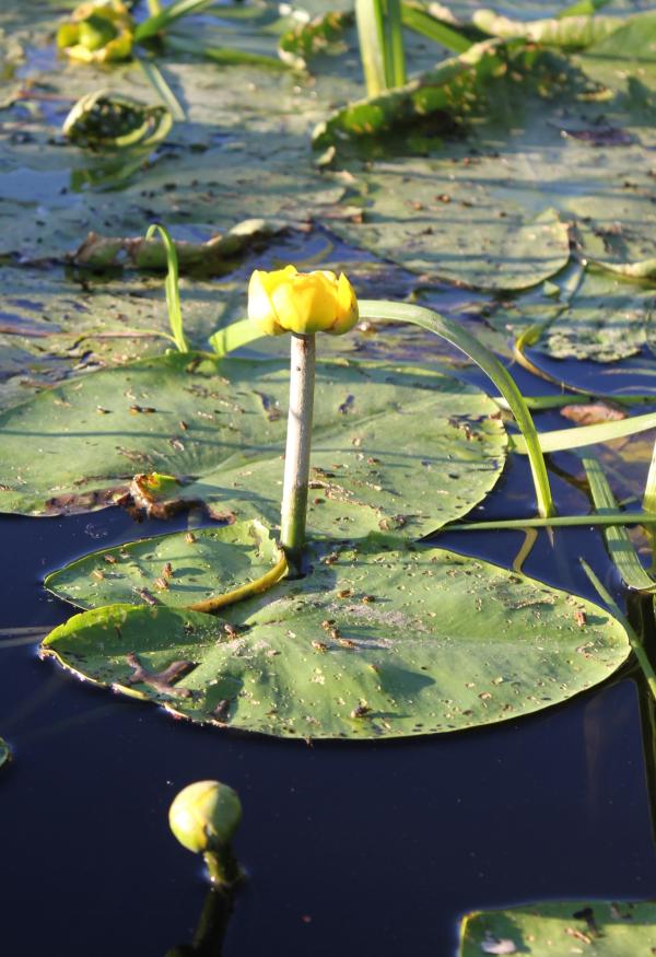 159 Les nénuphars fleurissent depuis le début de l'été. Leur puissants rhizomes s'accrochent au fond de l'eau tandis que les feuilles allongent leur pétiole jusqu'à ce que le limbe flotte à la surface. Les fleurs commencent à se développer sous l'eau mais ne s'épanouissent qu'une fois parvenues au soleil. Nénuphar jaune, Aillout d'eau,(Nuphar lutea, famille des Nymphéacées).