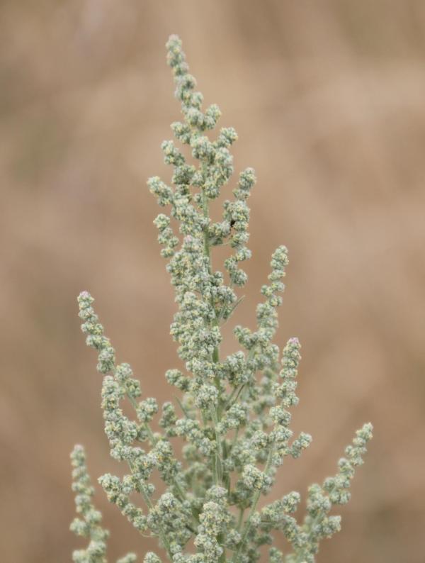 160 Considéré comme une mauvaise herbe, le chénopode blanc est systématiquement détruit ; il parvient à fleurir en se réfugiant dans les terrains vagues et le recoins oubliés. Chénopode blanc, Ansérine blanche, (Chenopodium album, famille des Amaranthacées).