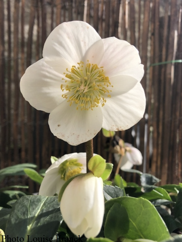 21 Avec ses fleurs vertes ourlées de pourpre, l'hellébore fétide ne cherche pas à rivaliser avec les hellébores noirs (roses de Noël) qui ont fleuri dans nos jardins il y a quelques semaines ; il préfère vivre dans les sous- bois et garder sa liberté.  Hellebore fétide, Ellebore, Pied de griffon, Rose de serpent, patte d'ours, Mords-cheval, Herbe printanière, Favalau, Pommerage, Pain de couleuvre, Parménie, Marfourée, Réveil, Herbe aux boeufs, Herbe de cru, Herbe à abri, Herbe au fi (Helleborus foetida) ; H