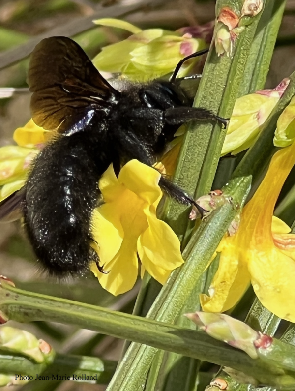 22 Les abeilles charpentières sont parmi les premiers insectes butineurs de la saison. Abeille charpentière, Abeille xylocope, Xylocope, Abeille perce-bois, Perceur de bois (Insecte Hémiptère Apidé).