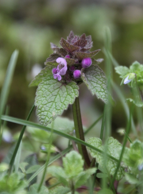 23 Le lamier pourpre a des couleurs tendres et un aspect fripé. Il est comme un "doudou" oublié dans l'herbe par un enfant. Lamier pourpre, Ortie rouge, Ortie morte, Pied de poulet (Lamium purpureum, famille des Lamiacées). 