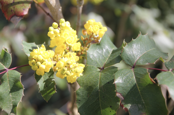 25 Ses feuilles vont du vert foncé au rouge sombre en passant par le vert tendre et le beige rosé ; bien qu'épineuses, ses feuilles sont moins coriaces que celles du houx ; il forme de belles grappes de fleurs jaunes qui donneront des fruits bleus ; on l'implante souvent dans nos haies ; opération séduction réussie pour le mahonia ! Mahonia, Mahonia faux houx, Vigne de l'Oregon (Berberis aquifolium, familles des berbéridacées).