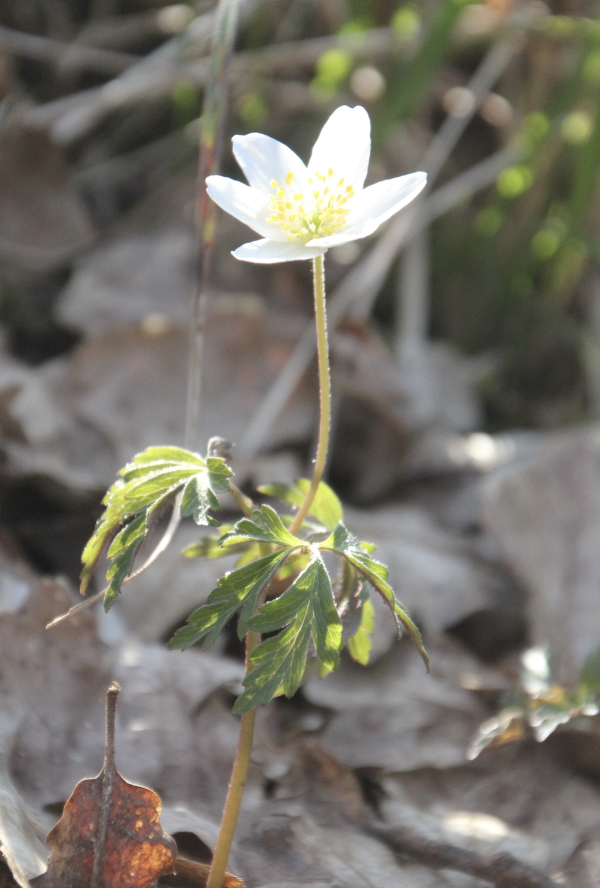 ﻿﻿26 Prom'nons-nous dans les bois Le printemps y est roi ! Prom'nons-nous dans les bois Voir l'anémone des Bois ! Anémone sylvie, Anémone des bois, Anémone sanguinaire, Fleur du vendredi saint, Casse-verres, Senic (Anemone nemorosa, famille des Renonculacées).