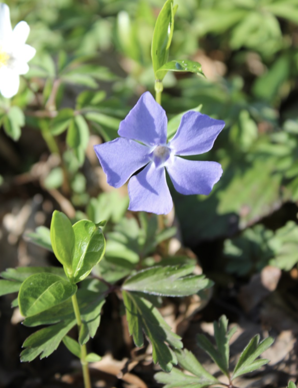 27 Dans certains sous-bois, la petite pervenche forme des populations denses qui recouvrent entièrement le sol. Petite pervenche, Violette de serpent, Violette des sorciers, Petit sorcier, Voinchère, (Vinca minor, famille des Apocynacées).