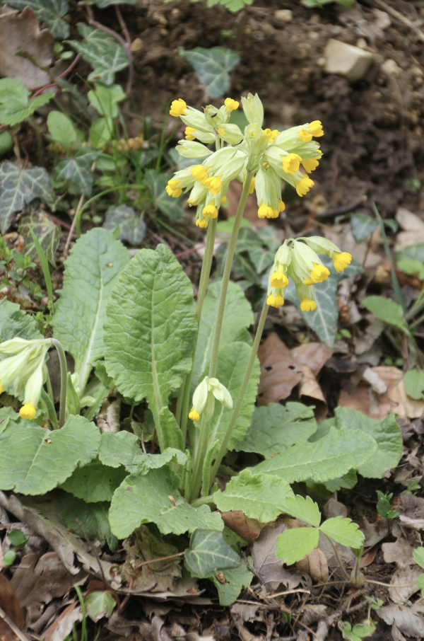 28 Les primevères communes sont déjà présentes un peu partout quand le coucou commence à fleurir, comme s'il avait attendu le signal donné par l'oiseau dont il porte le nom. Coucou, Primevère officinale, Fleur de coucou, Primerole, Primevère jaune, (Primula veris ou Primula officinalis, famille des Primulacées).