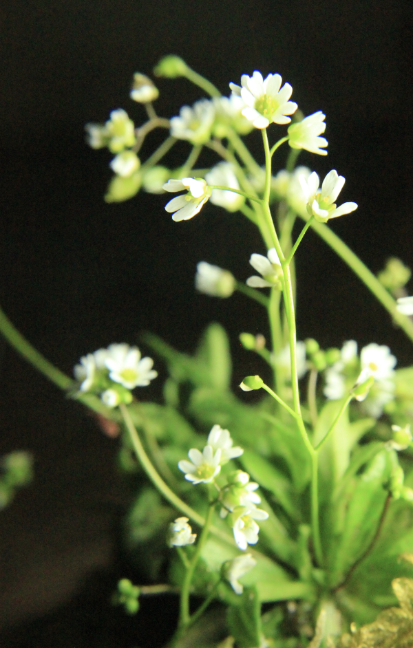 30 Bien qu'assez commune sur les sols pauvres et dénudés, la drave printanière passe souvent inaperçue du fait de sa petite taille : elle fait parfois moins de cinq centimètres de haut ; ses fleurs blanches, aux pétales profondément divisés, sont millimétriques ; elles sont portées par une hampe florale qui émerge d'une rosette de feuilles simples et entières. Drave printanière (Draba verna, famille des Brassicacées).