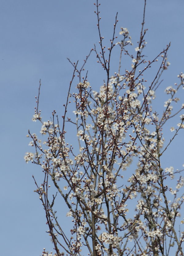 31 Le prunelier commun est un des représentants sauvages du genre Prunus, il est le premier à fleurir avec le cerisier du Japon (Prunus serrulata) qu'on plante pour décorer nos espaces verts ; bientôt fleuriront les espèces du même genre, cultivées pour leurs fruits : prunier, abricotier, pêcher, cerisier, amandier, Prunelier ou Prunellier commun, Epine noire, Buisson noir, Mère du bois Argossay,  Epinette, Belossay, Créquier, Fourdinier, Fourdraine, Pelossier (Prunus spinosa, famille des rosacées).