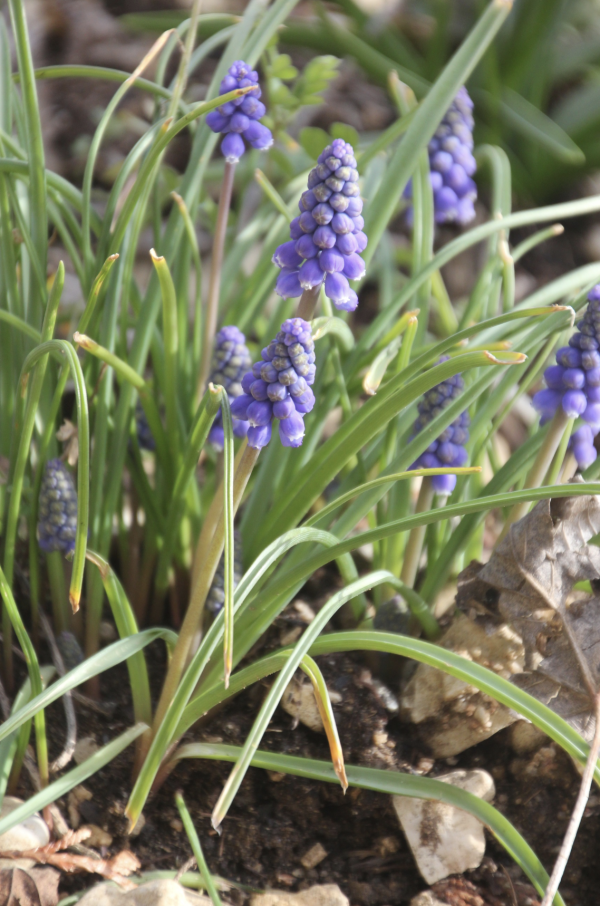 32 Le muscari en gappe apporte une nouvelle nuance de bleu parmi les fleurs des talus. Mucari en grappe (Muscari neglectum, famille des Asparagacées autrefois classé parmi les Liliacées). 