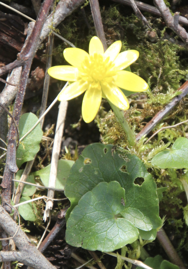 33 La ficaire est la première renoncule à fleurir les sols frais en sous bois ou en bordure de rivière. Avec ses feuilles en cœur, elle se distingue des autres plantes de sa famille. Ficaire, Ficaire fausse renoncule, Bouton d'or, Herbe aux hémorroïdes, Herbe au fic, Pot au beurre, Pissenlit rond, Epinard des bûcherons (Ranunculus ficaria ou ficaria verna, famille des Renonculacées).