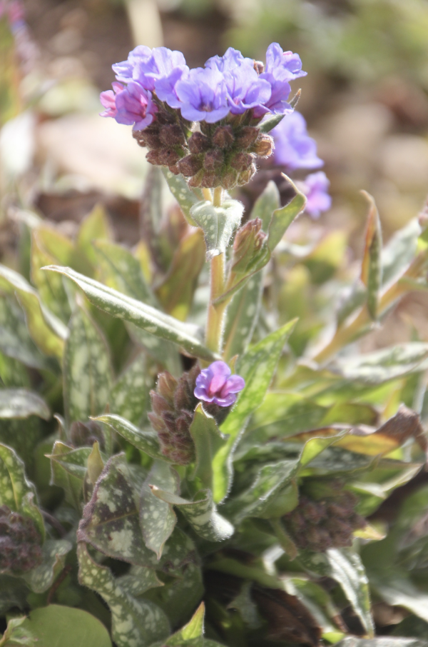 36 Les pulmonaires sont assez rares, elles ne poussent que dans les terrains acides et dans des lieux aussi secrets que les coins à morilles. L'espèce officinale se distingue par ses feuilles tachetées. Pulmonaire à longues feuilles (Pulmonaria longifolia), Pulmonaire officinale (Pulmonaria officinalis) famille des Borraginacées.