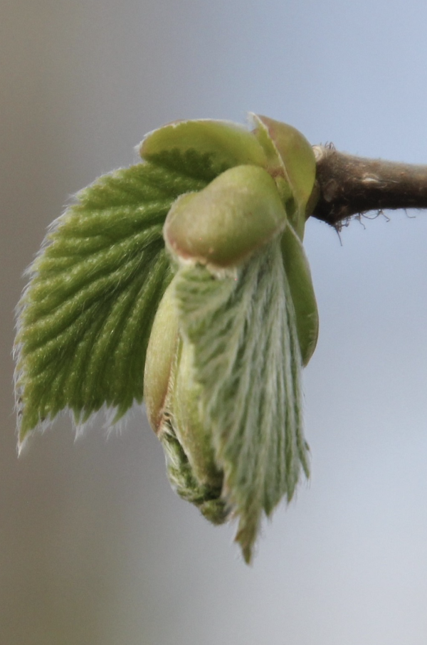 37 Dans les bois de chênes, de hêtres et de charmes, des touches d'un vert tendre de détachent : ce sont les aubépines qui, les premières, sortent leurs feuilles. Bientôt ce sera le tour des charmes (Carpinus betulus) dont les bourgeons s'ouvrent déjà. Aubépine épineuse, Epine blanche, Noble épine, Senellier, Bois de mai, Poire d'oiseau, Aubespin (Crataegus oxyacantha ou Crataegus laevigata, famille des Rosacées).