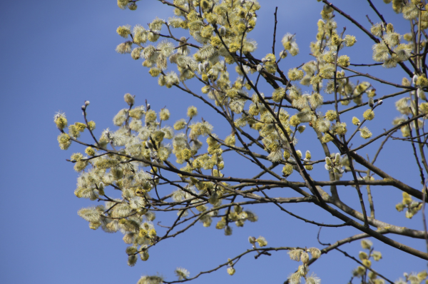 38 Chatons du saule marsault. Saule marsault, Saule des chèvres, Saule cendré, Marsaule, Osier cendré, Petit marceau (Salix caprea, famille des salicacées).