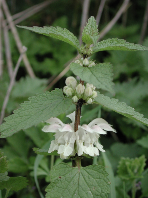 41 Les feuilles du lamier blanc ressemblent à celles de la grande ortie, mais, loin d'être urticantes, elles sont bienfaisantes et on leur prête de nombreuses vertus. La plante est utilisée pour ses propriétés, elle est réputée, astringente, tonique, dépurative et diurétique.  Lamier blanc, Ortie blanche, Fausse ortie, Pied de poule (Lamium album, famille des Lamiacées).