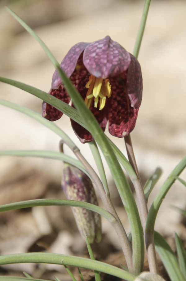 43 Beauté fragile, la fritillaire pintade est une rencontre rare. C'est une plante protégée. Fritillaire pintade, œuf de pintade, Gogane, Pintadine, (Fritillaria meleagris, famille des Liliacées).