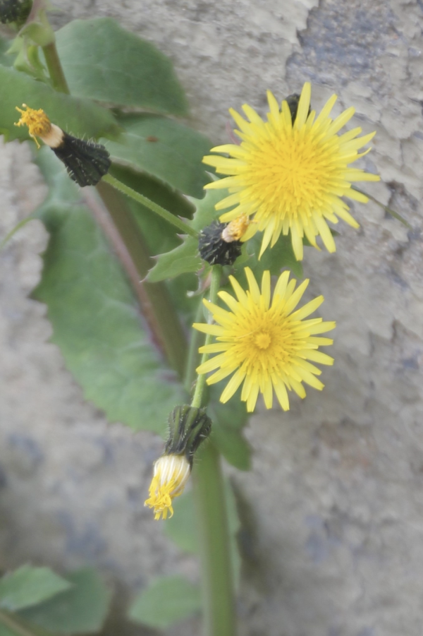 44  Le laiteron maraîcher est une plante très commune, considérée par beaucoup comme une mauvaise herbe ; mais certains la consomment cuite ou en salade, lui attribuant des propriétés cholagogues, dépuratives et stomachiques. Laiteron maraîcher, Chardon blanc, Lait d'âne, Laiteron lisse, Luceron, Salade de lièvre, Laitue de lièvre (Sonchus oleraceus, famille des astéracées).