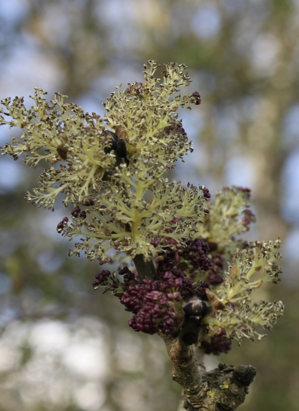 45  Le frêne a le vent pour complice, c'est à lui qu'il confie son pollen, et, bien plus tard, à la fin de l'automne, il lui abandonnera ses graines. Frêne commun, frêne élevé, langue d'oiseau (Fraxinus excelsior, familles des Oléacées).