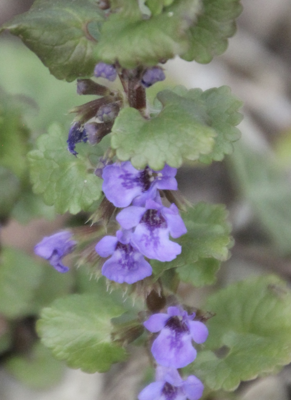 46 Les tiges rampantes du Lierre terrestre redressent leurs rameaux pour fleurir, offrant ainsi leurs petites fleurs bleues aux amateurs de nectar. Lierre terrestre,Courroie de Saint-Jean, Courroie de terre, Lierret, Terrete, Rondelotte ou Rondette (Glechoma hederacea, famille de Lamiacées).