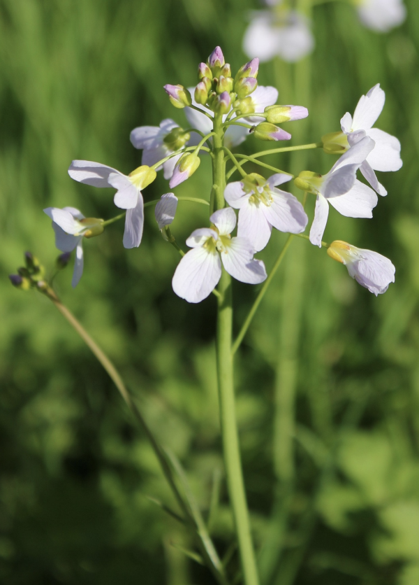 47 Le cresson des prés croît dans les lieux humides, ses fleurs sont lilas pâle, parfois blanches. Cresson des prés, Cardamine des prés, Cressonnette, Faux cresson, Passerage sauvage, Fleur de coucou, (Cardamine pratensis, famille des Brassicacées).