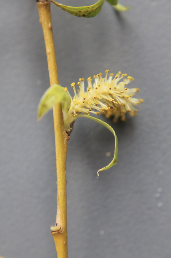 49 Le saule pleureur est originaire de Chine ; ses qualités ornementales lui ont valu d'être répandu partout dans les milieux humides. Il forme ses fleurs en même temps qu'il développe ses feuilles. Saule pleureur, (Salix babylonica, famille des Salicacées).