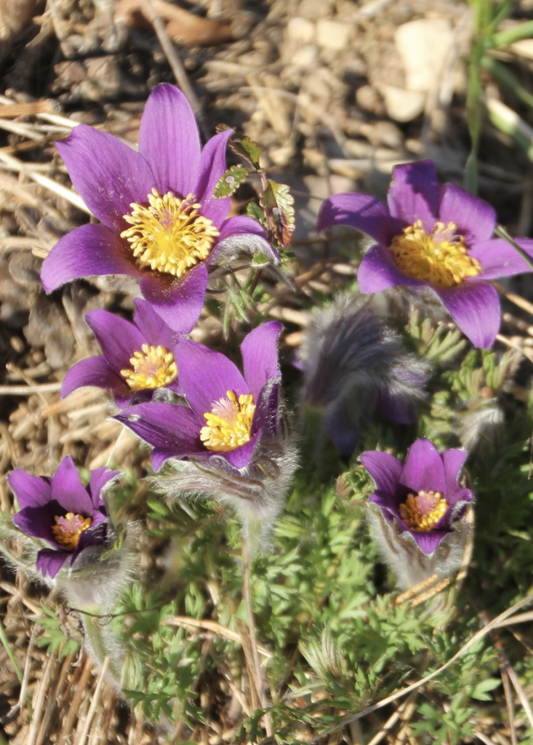 50 La floraison des anémones pulsatilles est un événement très attendu ; ce sont les plus belles fleurs sauvages du moment. On les trouve sur les terrains calcaires mais elles sont peu répandues et bénéficient du statut de plantes protégées.  Anémone pulsatille, Yeux de bœufs, Fouqueziot, Clochette, Coquelourde, Coquerelle, Coucheri, Fleur aux dames, Fleur au vent, Œil de bœuf, Passe-fleur, Teint-œufs, (Anemone pulsatilla, famille des Renonculacées).