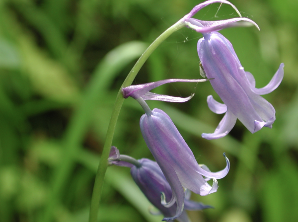 51 Les jacinthes des bois ont ralenti leur floraison lors du retour du froid, leurs belles hampes florales bleues vont maintenant s'épanouir dans les sous-bois, et, par endroits, envahir totalement l'espace. Dans les jardins on cultive plus souvent la Jacinthe d'Espagne (Hyacinthoides hispanica) qui ne se distingue de l'espèce précédente que par la symétrie de son inflorescence. Jacinthe des bois, Jacinthe sauvage, Petite jacinthe, Endymion penché, (Hyacinthoides non-scripta, famille des Liliacées) Classifi