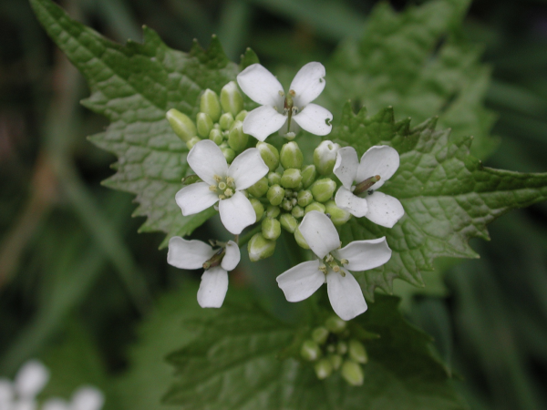 52 L'alliaire est comestible, ses feuilles ont un goût aillé et sa racine une saveur de radis. Elle est traditionnellement utilisée comme diurétique, contre la goutte, les rhumatismes et 'asthme. Alliaire, Herbe à ail, Herbe aux aulx, Velar alliaire, Julienne alliaire, (Alliaria petiolata ou Alliaria officinalis, famille des Brassicacées).