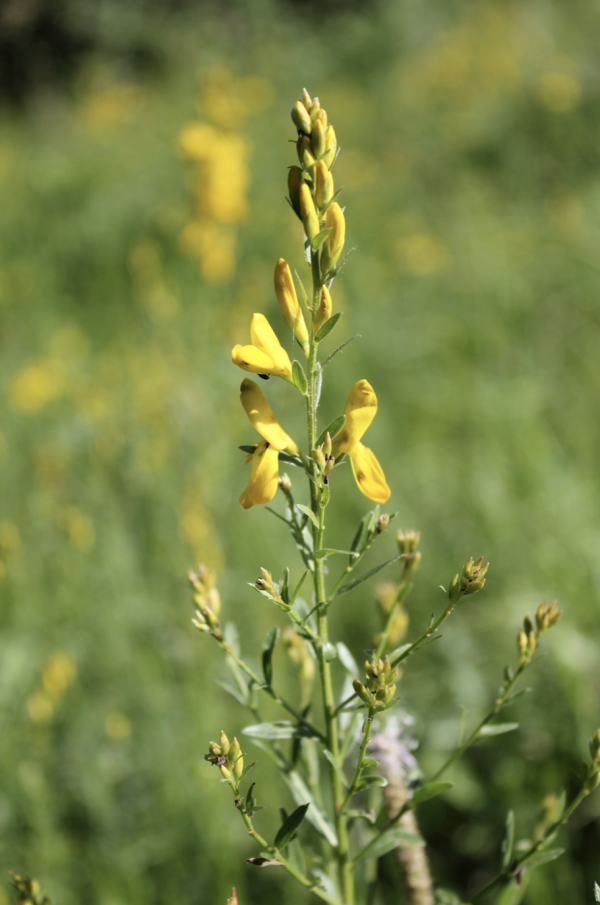 54 Le genêt des teinturiers se plait au soleil, sur les sols pauvres et bien drainés ; il balise les chemins de randonnée qui sillonnent nos collines calcaires. Genêt des teinturiers, Genestrolle, Herbe à jaunir, Fleur à teindre, Genêt à batard, Spargelle, Petit genêt, (Genista tinctoria, famille des Fabacées).