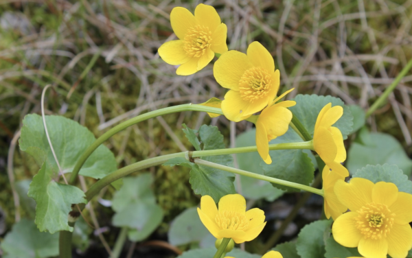 55 Sur les berges, le souci d'eau mène une vie tranquille en compagnie des demoiselles (Insectes odonates).  Souci d'eau, Populage des marais, Grand bassin, Cocue, (Caltha palustris, famille des renonculacées).