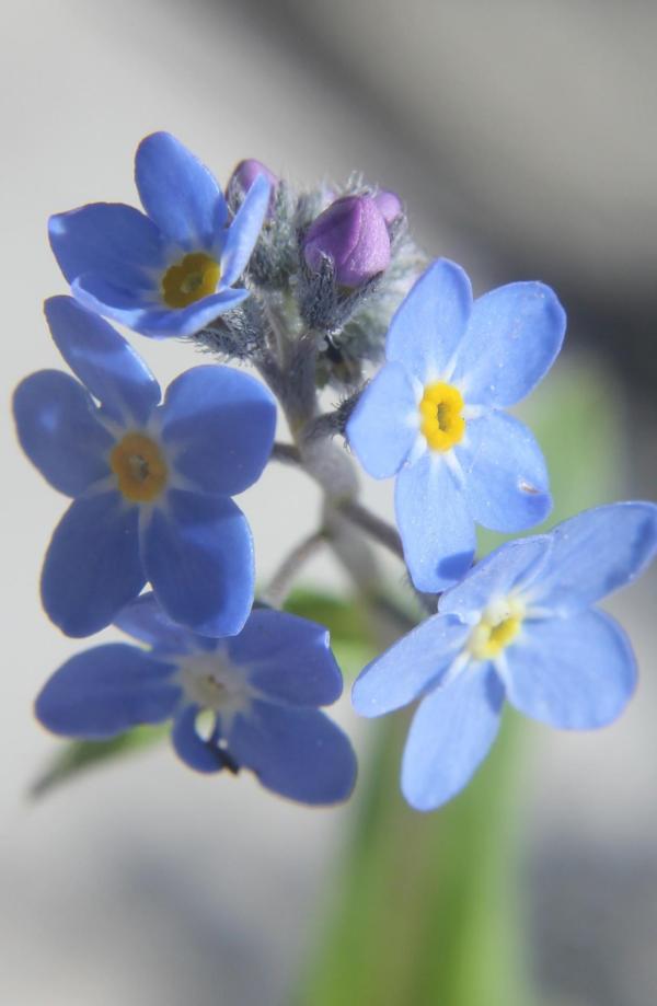 56 Le myosotis des champs symbolise le souvenir, en langage des fleurs il signifie "ne m'oubliez pas". (En anglais on l'appelle forget me not). Myosotis des champs, (Myosotis arvensis, famille des Boraginacées).