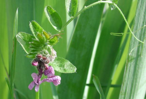 57 On peut déjà voir quelques vesces des haies commencer à fleurir , elles continueront encore à fleurir jusqu'au début de l'automne. Vesce des Haies, Vesce sauvage, Vesce des bergeries,(Vicia sepium, famille des Fabacées).