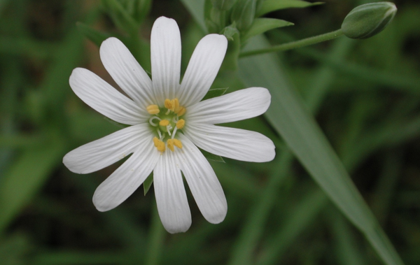 60 La stellaire se plaît sur les sols argileux issus de la dégradation des calcaires, en lisière de forêt et sur les talus. Stellaire holostée, Langue d'oiseau, Herbe à la Sainte-Vierge, Craquet, (Stellaria holostea, famille des Caryophyllacées).