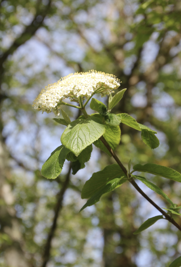 62 La viorne lantane est très décorative mais son odeur désagréable interdit d'en faire des bouquets. Viorne lantane, Lantane, Viorne mancienne, Viorne cochène, Viorne flexible, (Viburnum lantana, famille des Adoxacées, anciennement Caprifoliacées).