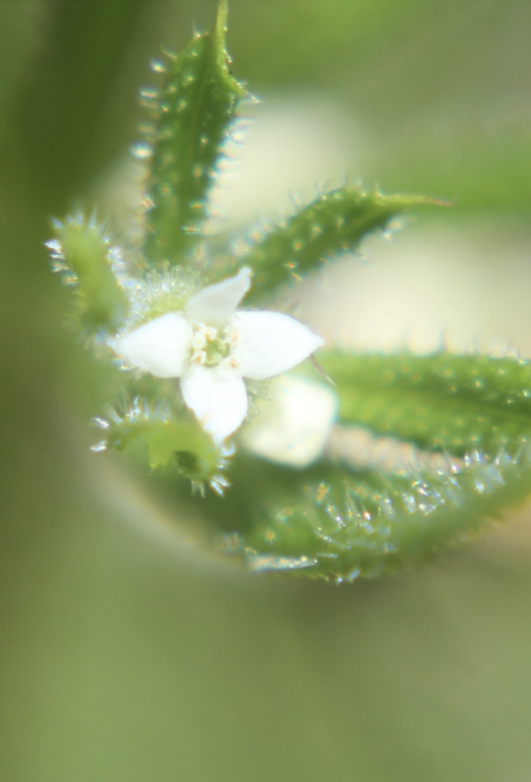 63 La floraison du gaillet gratteron est aussi discrète qu'éphémère. Ses petites fleurs millimétriques vont rapidement donner des fruits ; ce sont de petites boules hérissées de poils durs qui se collent aux vêtements et aux pelages, comme le font les tiges feuillées. Gaillet gratteron, Gratteron, Rièble, Gaillet accrochant, Herbe collante, Prend-main, Petit glouteron, Saigne-langue ... (Galium asparine, famille des Rubiacées).