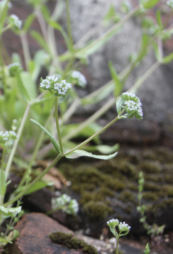 64 Les mâches ou doucettes font de minuscules fleurs à cinq pétales bleu cendré ; on peut cependant les repérer facilement car elles sont regroupées en une inflorescence globuleuse. Doucette, mâche, Blanchette, valerianelle (valerianella locusta) ; Doucette d'Italie, Doucette à fruits velus (Valerianella eriocarpa) – Famille des Caprifoliacées, anciennement Valérianacées.