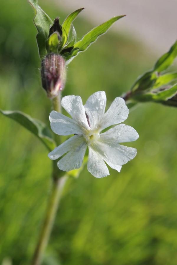 65 Le compagnon blanc fleurit déjà depuis une dizaine de jours,  il sera le témoin de nos promenades pendant encore plusieurs mois. Compagnon blanc, Lychnis à grosses graines, Silène à large feuilles, (Silene latifolia, famille des Caryphyllacées).