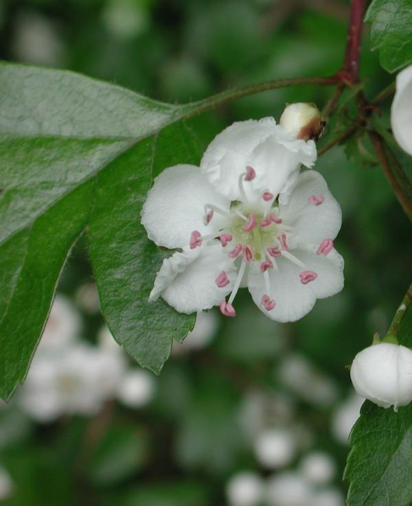 66 Aubépine monogyne, Noble épine, Senellier, Bois de mai, Poire d'oiseau, Aubespin (Crataegus monogyna, famille des Rosacées).