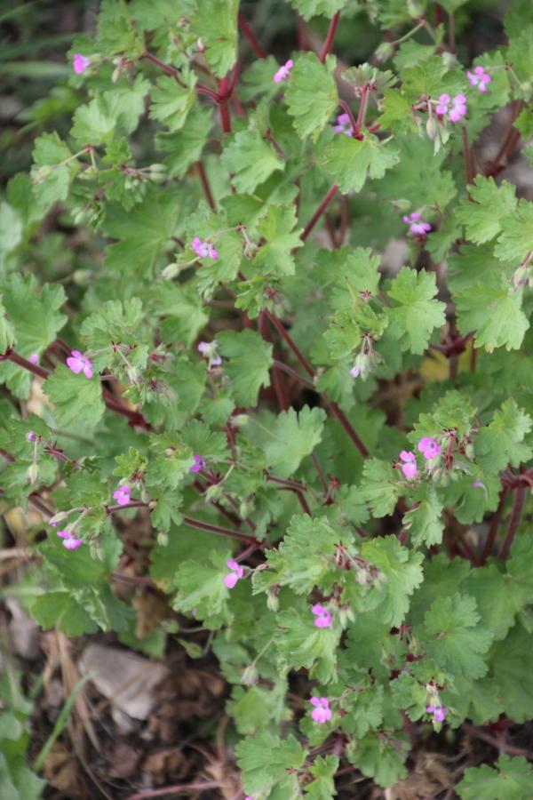 67 Géranium à feuilles rondes, Mauvin, Mauvette, (Geranium rotundifolium, famille des >Géraniacées).