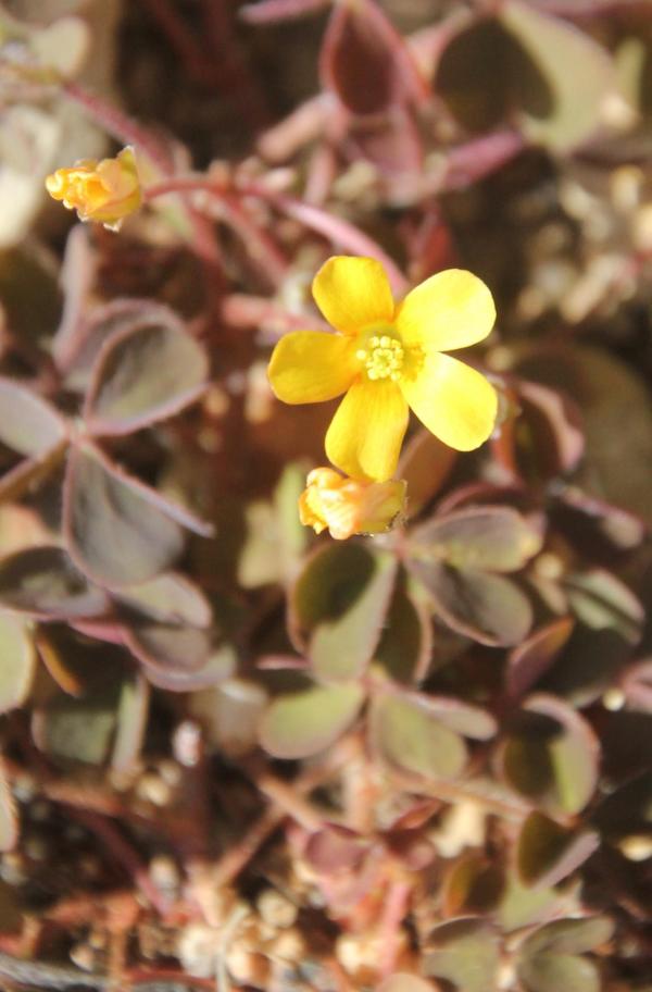 68 Les feuilles de l'oxalide corniculée évoquent celle du trèfle mais elle n'y est pas apparentée. Oxalide corniculée, Oxalis corniculé, (Oxalis corniculata, famille des oxalidacées).